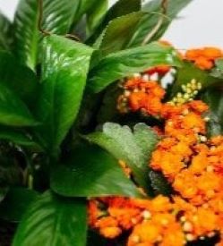 shop plants 2